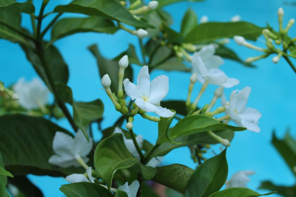 הוי אן Phuc Thao Villa מראה חיצוני תמונה